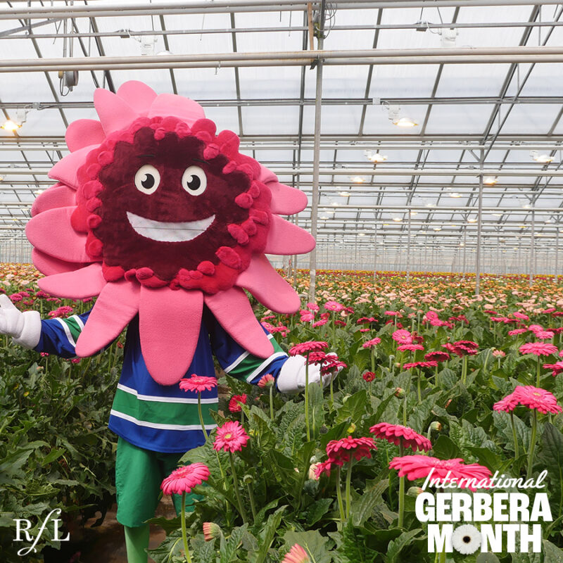 International Gerbera Month